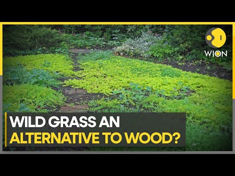 Small French town replaces wood with wild grass | WION Climate Tracker | English News | WION