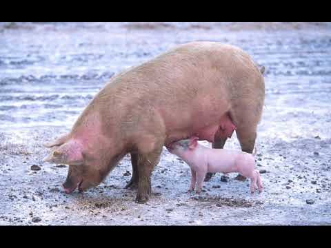 pigs sounds