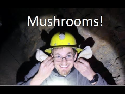 Punchbowl Bus Co - Riverwood - Scania L94UB/Custom Coaches "CB60" idling