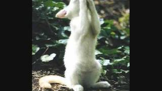 Paul Thorn: A Woman To Love