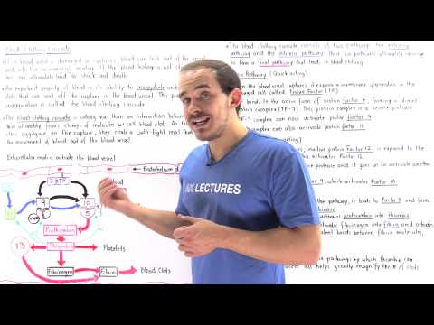 Blood Clotting Cascade