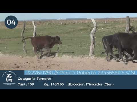 Lote Ter Machos - Mercedes Ctes