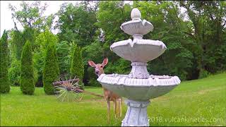 Wildlife Mix - June 2018 - You Showed Me Remix by The Lightning Seeds (original by The Turtles)