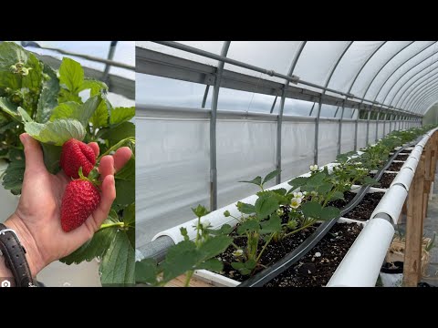 Hydroponic Strawberry Nutrient Dosing System Upgrade