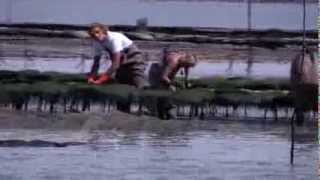 preview picture of video 'Ostréiculture, ostréiculteur, le metier de l'élevage des huîtres Marennes Oléron'