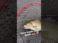 Daiwa double clutch Bassin 🔥🔥 #bassfishing #bass #borumba