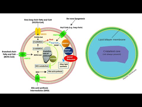 Peroxisomes -Definition, Structure, Enzymes, and Functions - Video
