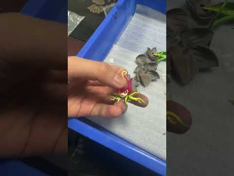 【數碼寶貝】Soar-花仙獸