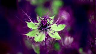 Sto Helit 002 02072017