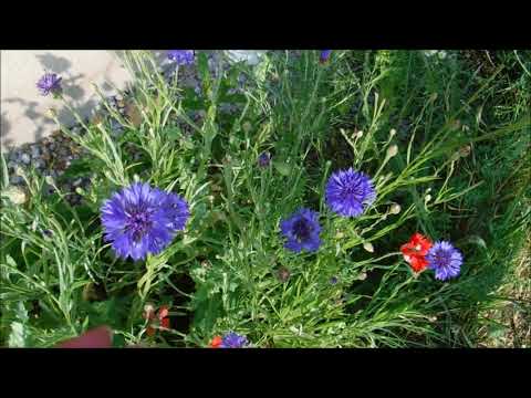 image-Can you start bachelor button seeds indoors?