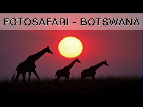 Ein Paradies für Tier- und Vogelfotografen - Fotosafari Chobe River (Botswana)