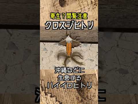 アルマジリジウム sp.