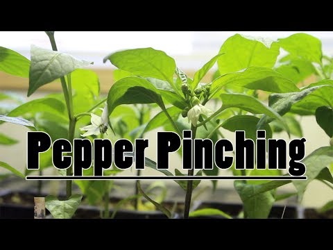 , title : 'Pinching Pepper Plants & Compost Heat Update'