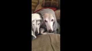 preview picture of video 'Nike and Gable--Cute, Cozy and Lazy Dogs (Whippets)'