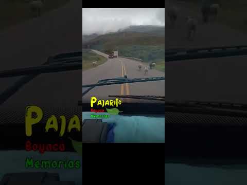 Animales en la vía (Sogamoso - Pajarito Boyacá)  24/01/2026