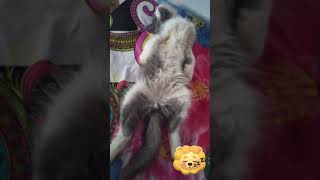 Download lagu Tepar Abis Makan 🤣🤣🤣 Vidio Kucing Lucu || Funny Cat Videos 😻#cat #kucing #catlover #indonesia mp3