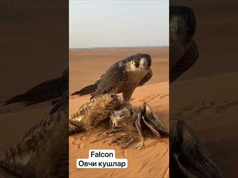 #berkut #birds #nature #wildlife #орёл #goldeneagle #falcon #hawk #harrishawk #ястреб #охотники