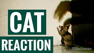 Download lagu REAKSI KUCING KETIKA MELIHAT BAYANGAN DI TEMBOK mp3