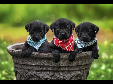 Labrador Compilation - Cute and Funny #15