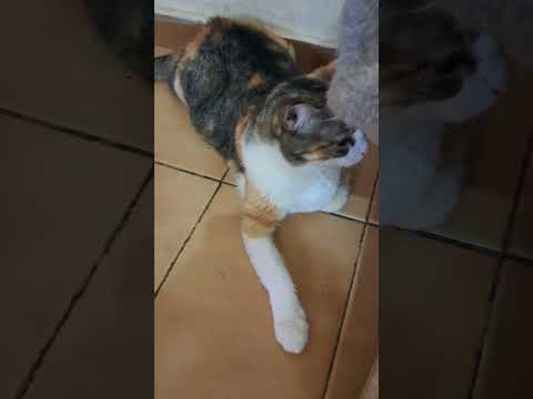 Vídeo de Griffe