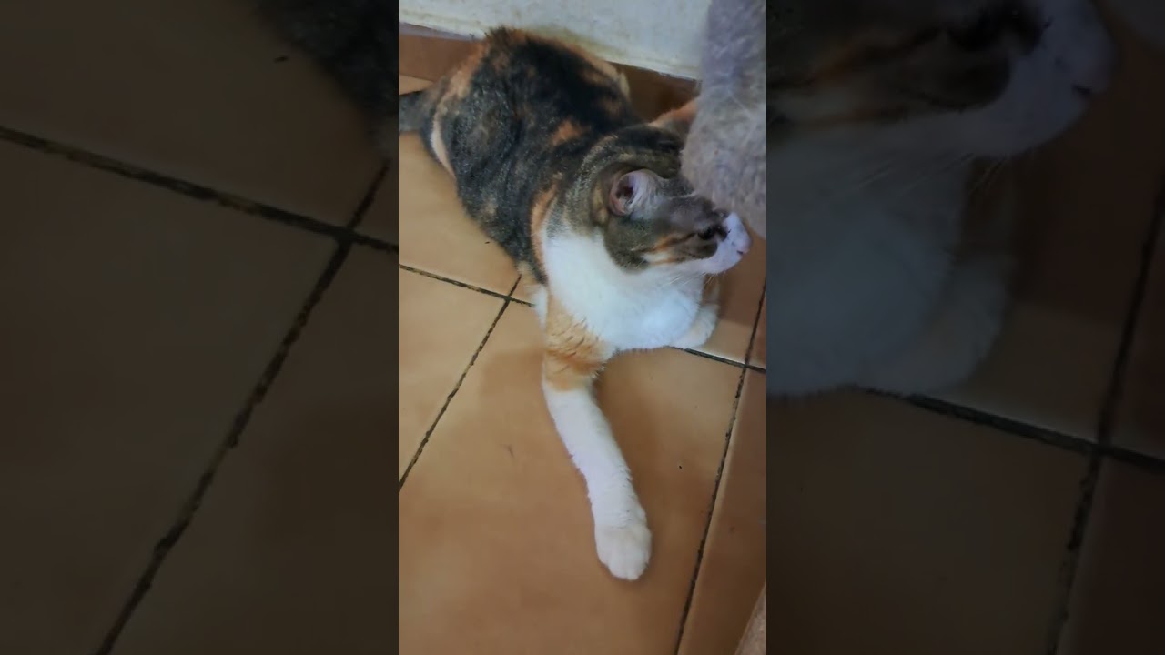 Gato raça SRD-ViraLata idade 3 anos nome Griffe