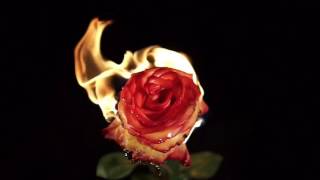 Hamilton Leithauser + Rostam In a Black Out