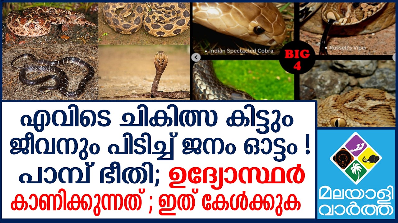 Snakes Venomous Snakes Venomous