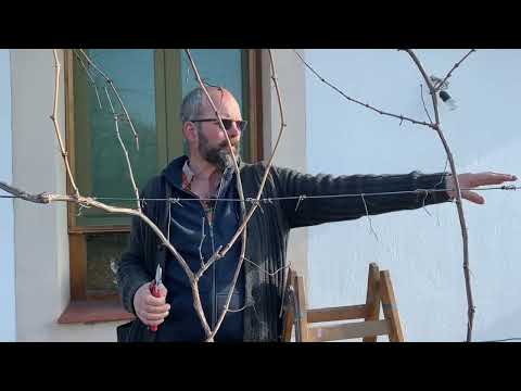 Csodakertész - Szőlő lugas kialakítása/metszése