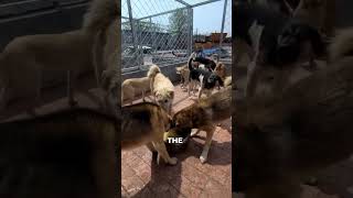 Alpha dog isn’t a myth