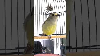 Download lagu 📣suara opyor jawa📣 suara jernih mp3