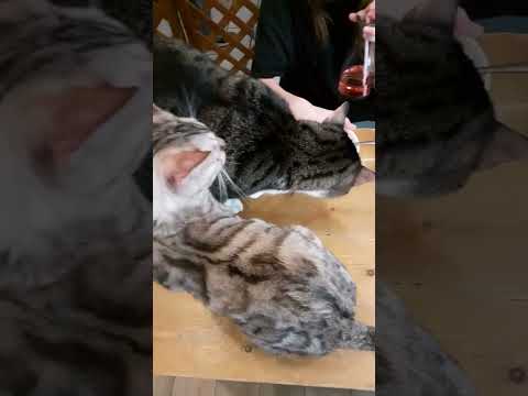 18. VISITE D'UN BAR A CHATS A PARIS #chats.