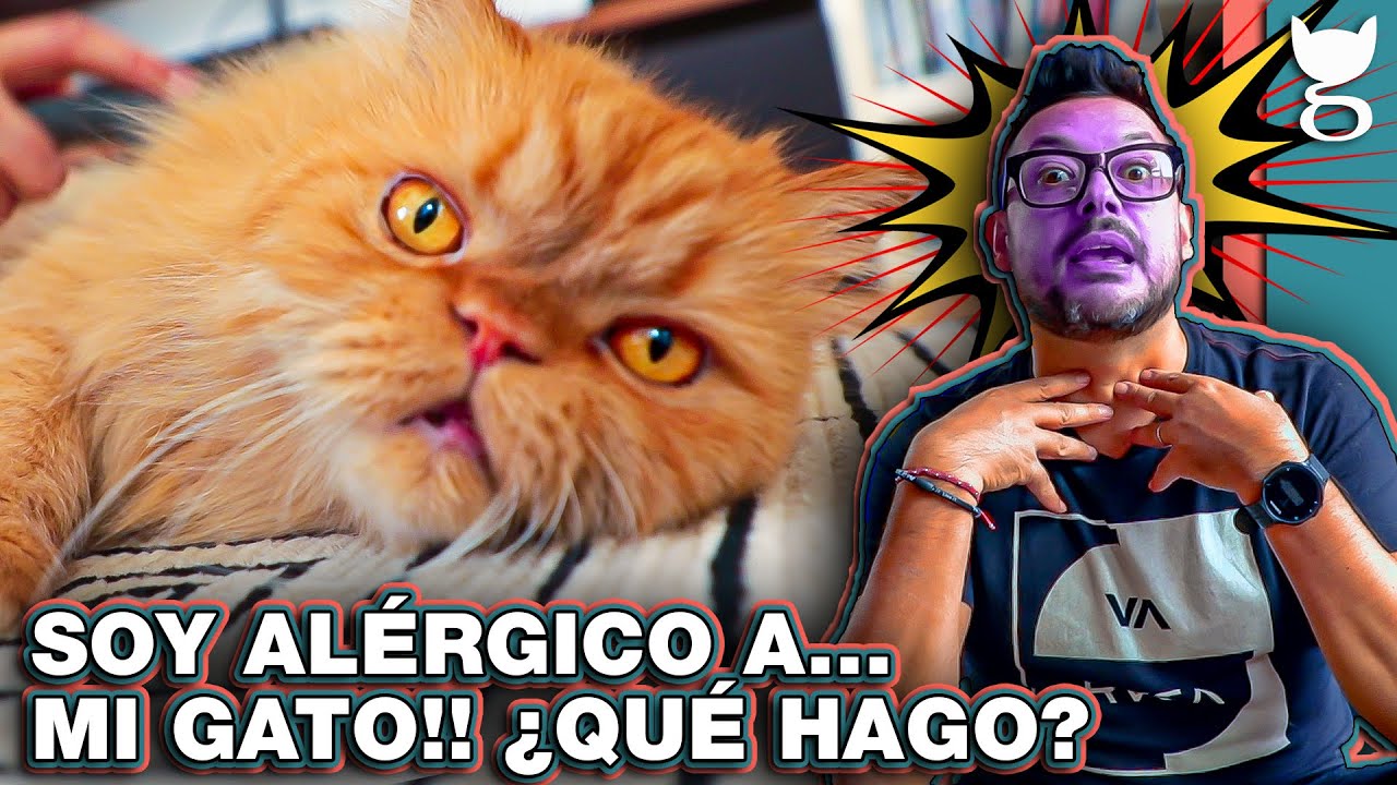 REMEDIOS PARA LA ALERGIA A LOS GATOS 🙀 LA GATERÍA TV