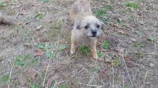 Border terrier - puppies for sale regularly