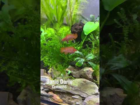 Dario Dario Scarlet Badis #aquarium #aquarius #akvaryum #fishtank #fastandfurious #fish