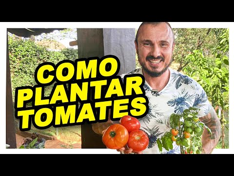 , title : 'COMO PLANTAR E CULTIVAR TOMATES'