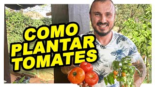 COMO PLANTAR E CULTIVAR TOMATES