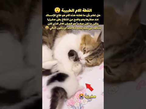 القطة الام الطبيبة 😲 شاهد ماذا تفعل القطط الام لصغارها في غياب الاطباء في عالمهم😭 سبحان الله وبحمده💌