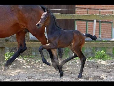 Rockabilly (Rock Forever x Bordeaux)