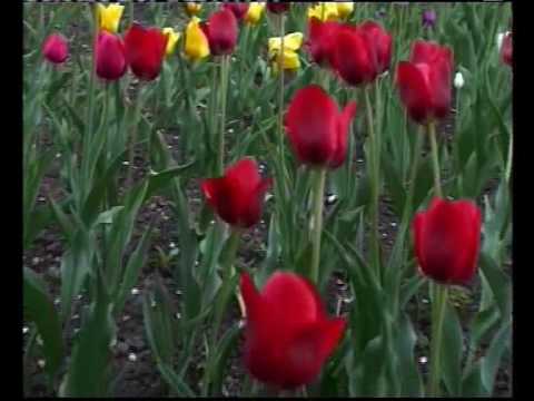 Laura Olteanu - Azi ii nor maine-i senin.avi