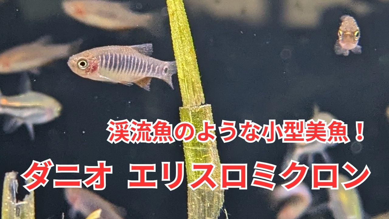 渓流魚のような縞模様が素敵な小型種「ダニオ エリスロミクロン」をご紹介！