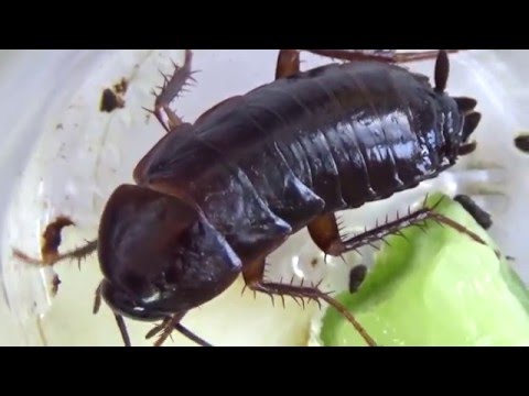 Big Black Cockroach Blatta orientalis (Blattoptera) in Ankara, Turkiye. What Does It Feed On?