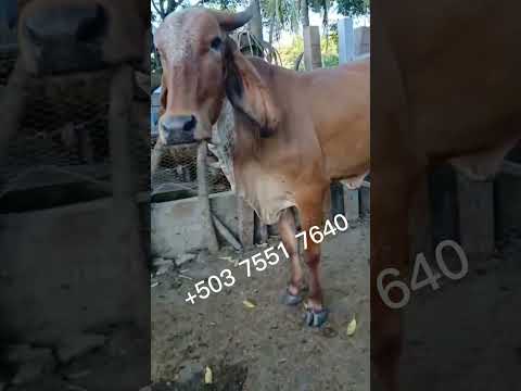 esta disponible en San Rafael Oriente, San Miguel