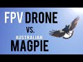 FPV DRONE Vs AUSTRALIAN MAGPIE How To Out Manoeuvre An Angry Bird