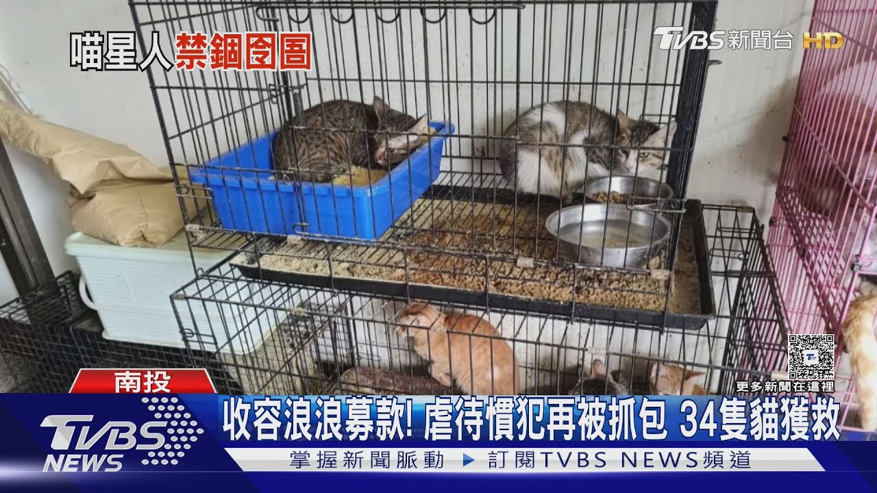 收容浪浪募款!虐待慣犯再被抓包 34隻貓獲救