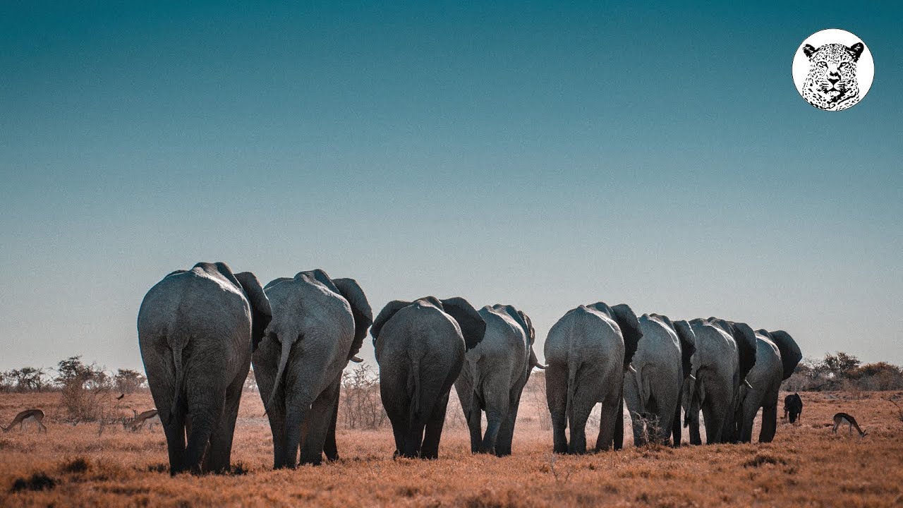 Trailer | Welcome to Ultimate Safari