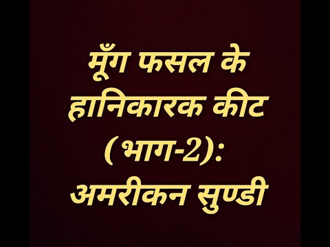 मूँग पर अमरीकन सुण्डी (26)#Helicoverpa# Mungbean by Dr R K Saini