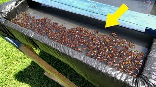 Man Built This Trap In His Backyard, And It’s Disgusting How Well It Works
