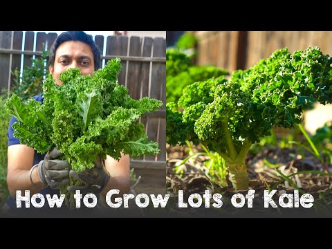 , title : 'How to Grow Lots of Kale | Complete Guide Seed to Harvest'