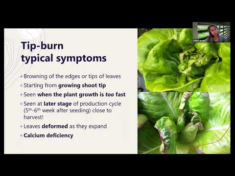 #38 - Lettuce Tip-Burn Basics