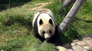 preview picture of video '歩き回るパンダのタンタン 神戸・王子動物園 Giant Panda Tang Tang in Kobe City Oji Zoo'